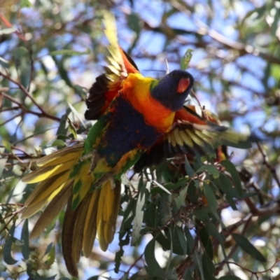 Trichoglossus moluccanus (Rainbow Lorikeet) at Kambah, ACT - 8 Oct 2023 by RodDeb