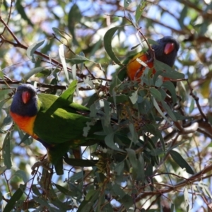 Trichoglossus moluccanus at Kambah, ACT - 8 Oct 2023