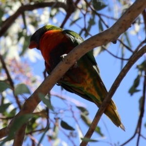 Trichoglossus moluccanus at Kambah, ACT - 8 Oct 2023