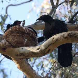 Corcorax melanorhamphos at Ainslie, ACT - 8 Oct 2023