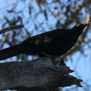 Corcorax melanorhamphos at Ainslie, ACT - 8 Oct 2023