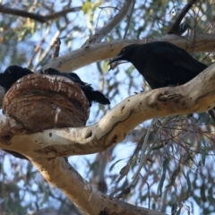 Corcorax melanorhamphos at Ainslie, ACT - 8 Oct 2023