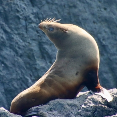 Arctocephalus pusillus doriferus (Australian Fur-seal) at Barunguba (Montague) Island - 7 Oct 2023 by LisaH