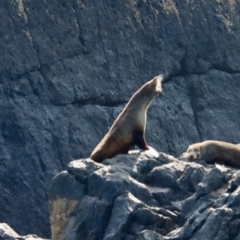 Arctocephalus pusillus doriferus at Barunguba (Montague) Island - 8 Oct 2023 10:02 AM
