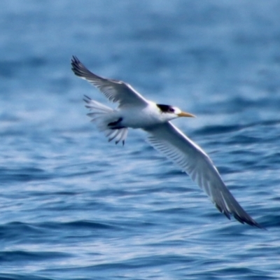 Thalasseus bergii (Crested Tern) at Barunguba (Montague) Island - 7 Oct 2023 by LisaH