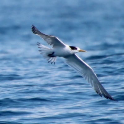 Thalasseus bergii (Crested Tern) at Narooma, NSW - 8 Oct 2023 by LisaH