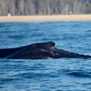 Megaptera novaeangliae at Narooma, NSW - 8 Oct 2023