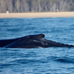 Megaptera novaeangliae (Humpback Whale) at Narooma, NSW - 7 Oct 2023 by LisaH