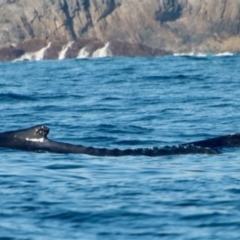 Megaptera novaeangliae at Narooma, NSW - 8 Oct 2023