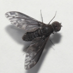 Unidentified Bee fly (Bombyliidae) at Wellington Point, QLD - 5 Oct 2023 by TimL