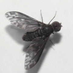 Unverified Bee fly (Bombyliidae) by TimL