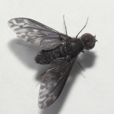 Unverified Bee fly (Bombyliidae) by TimL