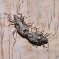 Unidentified Shield, Stink or Jewel Bug (Pentatomoidea) at Capalaba, QLD - 5 Oct 2023 by TimL