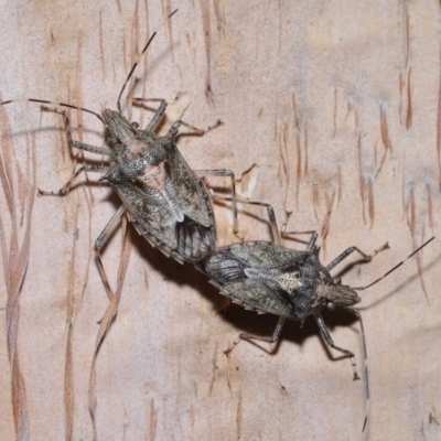 Unidentified Shield, Stink or Jewel Bug (Pentatomoidea) at Capalaba, QLD - 5 Oct 2023 by TimL