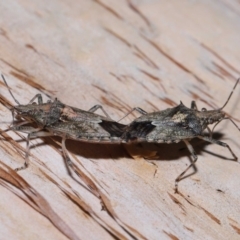 Bromocoris souefi at Capalaba, QLD - 5 Oct 2023 11:47 AM