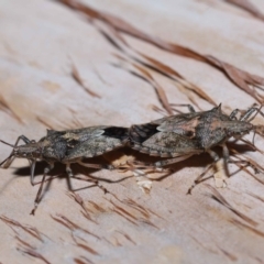 Bromocoris souefi at Capalaba, QLD - 5 Oct 2023 11:47 AM