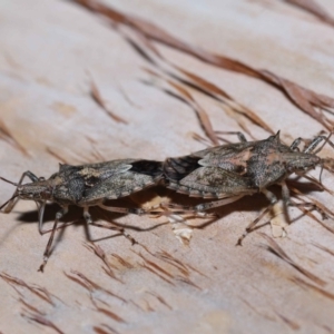 Bromocoris souefi at Capalaba, QLD - 5 Oct 2023 11:47 AM