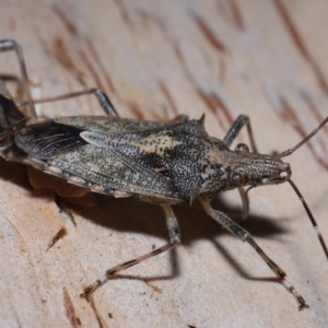 Bromocoris souefi at Capalaba, QLD - 5 Oct 2023 11:47 AM