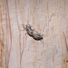 Bromocoris souefi at Capalaba, QLD - 5 Oct 2023 11:47 AM