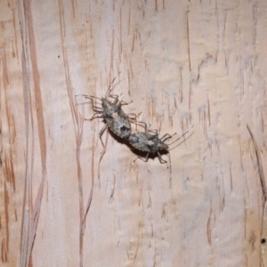 Bromocoris souefi at Capalaba, QLD - 5 Oct 2023 11:47 AM