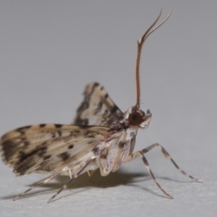 Nacoleia alincia (A Crambid moth (Spilomelinae)) by TimL