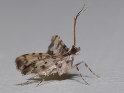 Nacoleia alincia (A Crambid moth (Spilomelinae)) at Wellington Point, QLD - 8 Oct 2023 by TimL