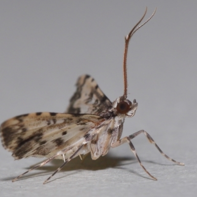 Nacoleia alincia (A Crambid moth (Spilomelinae)) at Wellington Point, QLD - 8 Oct 2023 by TimL