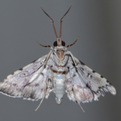 Nacoleia alincia at suppressed - 8 Oct 2023