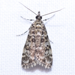 Eudonia epicryma (A Crambid moth (Spilomelinae)) at Greenleigh, NSW - 7 Oct 2023 by DianneClarke