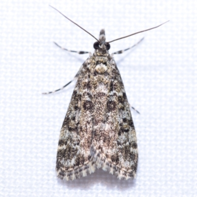 Eudonia epicryma (A Crambid moth (Spilomelinae)) at QPRC LGA - 7 Oct 2023 by DianneClarke