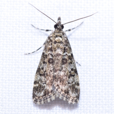 Eudonia epicryma (A Crambid moth (Spilomelinae)) at Greenleigh, NSW - 7 Oct 2023 by DianneClarke