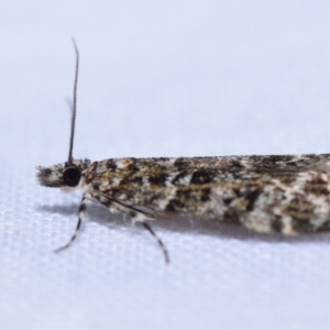 Eudonia epicryma at Greenleigh, NSW - 7 Oct 2023