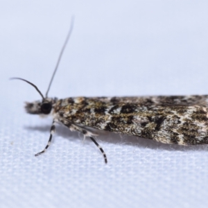 Eudonia epicryma at Greenleigh, NSW - suppressed