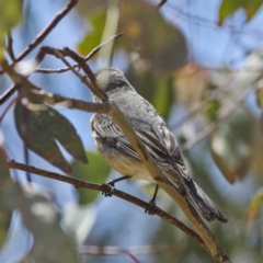 Pachycephala rufiventris (Rufous Whistler) at Higgins, ACT - 8 Oct 2023 by Trevor