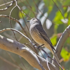 Pachycephala rufiventris at Higgins, ACT - 8 Oct 2023