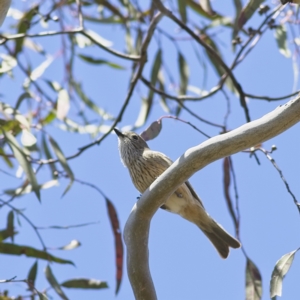 Pachycephala rufiventris at Higgins, ACT - 8 Oct 2023