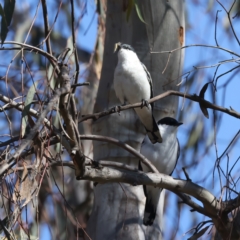 Lalage tricolor (White-winged Triller) at Majura, ACT - 8 Oct 2023 by jb2602