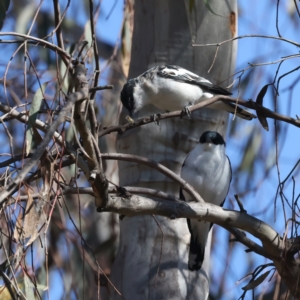 Lalage tricolor at Majura, ACT - 8 Oct 2023 03:25 PM