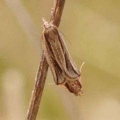 Epiphyas asthenopis (A Tortricid moth) at Dryandra St Woodland - 8 Oct 2023 by ConBoekel