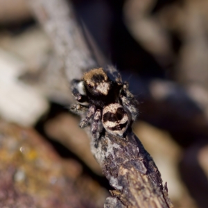 Euophryinae sp.(Striped Capuchin- undescribed) at Bungonia, NSW - 1 Oct 2023 11:04 AM