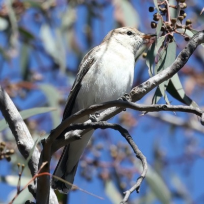 Lalage tricolor (White-winged Triller) at Mount Ainslie - 8 Oct 2023 by jb2602