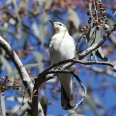 Lalage tricolor at Majura, ACT - 8 Oct 2023