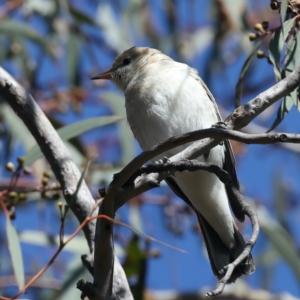 Lalage tricolor at Majura, ACT - 8 Oct 2023