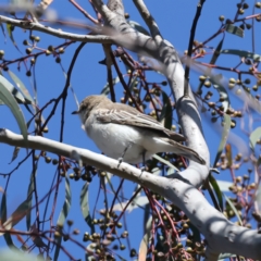 Lalage tricolor at Majura, ACT - 8 Oct 2023