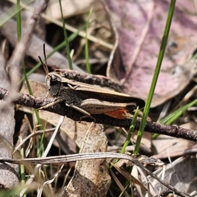 Cryptobothrus chrysophorus (Golden Bandwing) at QPRC LGA - 8 Oct 2023 by Csteele4