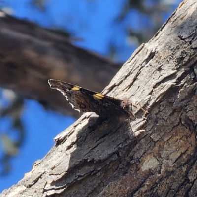 Vanessa itea (Yellow Admiral) at Captains Flat, NSW - 8 Oct 2023 by Csteele4