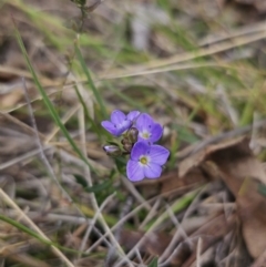 Veronica gracilis (Slender Speedwell) at Captains Flat, NSW - 8 Oct 2023 by Csteele4