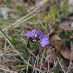 Veronica gracilis at Captains Flat, NSW - 8 Oct 2023