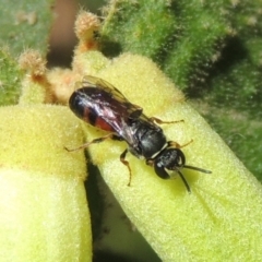 Hylaeus (Prosopisteron) littleri (Hylaeine colletid bee) at Conder, ACT - 27 Apr 2023 by michaelb