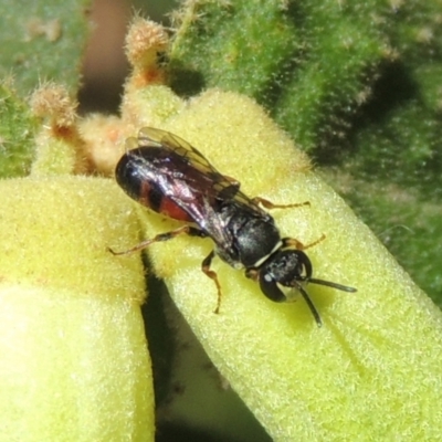 Hylaeus (Prosopisteron) littleri (Hylaeine colletid bee) at Conder, ACT - 27 Apr 2023 by MichaelBedingfield